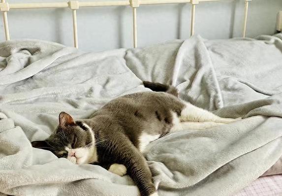 猫咪为什么喜欢睡在书堆里_猫咪依赖主人气味_猫咪睡床原因