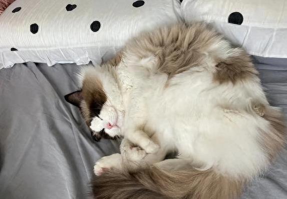 猫咪依赖主人气味_猫咪为什么喜欢睡在书堆里_猫咪睡床原因