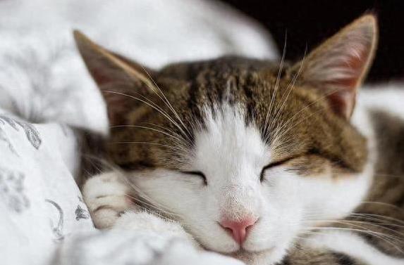 猫咪睡床原因_猫咪依赖主人气味_猫咪为什么喜欢睡在书堆里