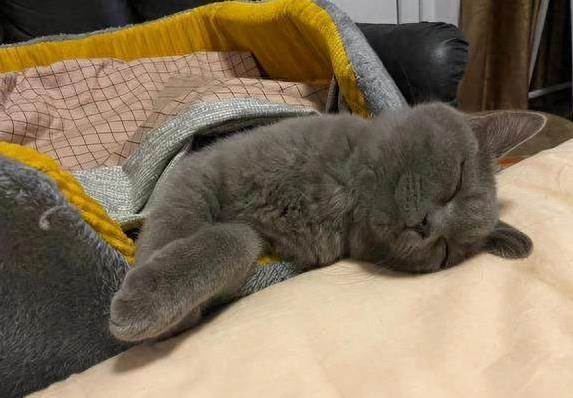 猫咪睡床原因_猫咪依赖主人气味_猫咪为什么喜欢睡在书堆里