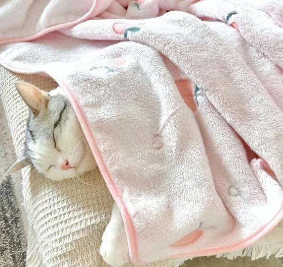 猫咪为什么喜欢睡在书堆里_猫咪依赖主人气味_猫咪睡床原因