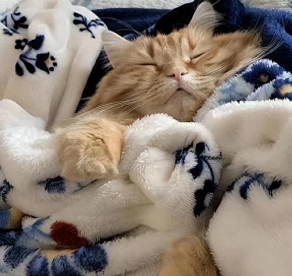 猫咪依赖主人气味_猫咪为什么喜欢睡在书堆里_猫咪睡床原因