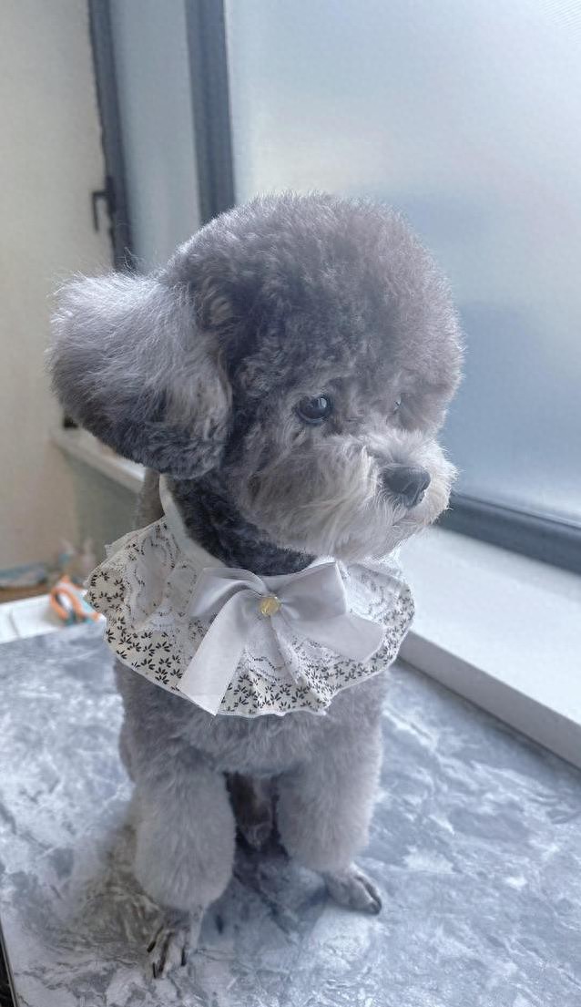 泰迪犬三天学会坐下,我家地毯零狗毛,你家狗行吗?-派特超人-宠物