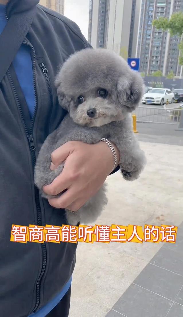 老年犬洗澡地点的选择_泰迪犬训练速度_泰迪犬智商排名