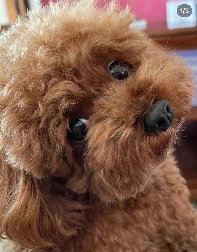老年犬洗澡地点的选择_泰迪犬智商排名_泰迪犬训练速度