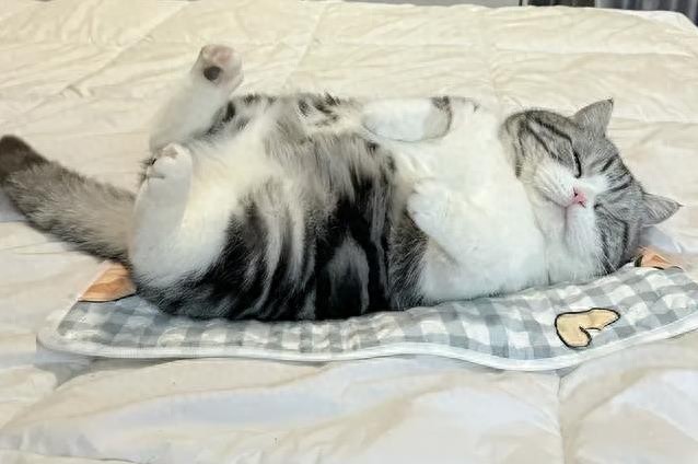 猫喜欢衣服味道_猫咪为什么喜欢睡在书堆里_猫睡床原因