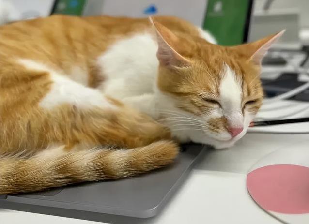 猫喜欢衣服味道_猫咪为什么喜欢睡在书堆里_猫睡床原因