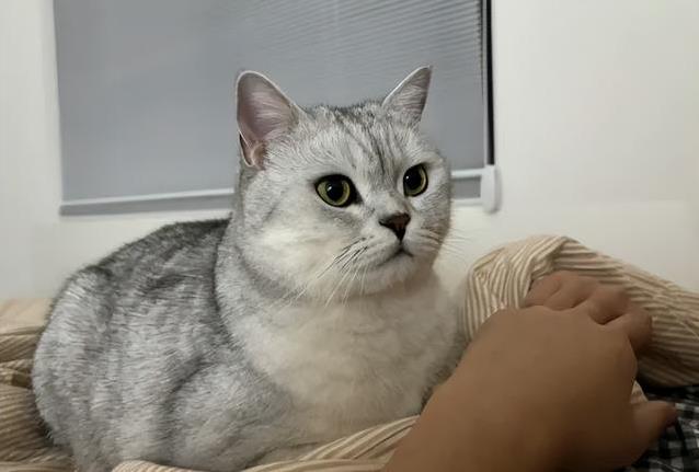 猫喜欢衣服味道_猫咪为什么喜欢睡在书堆里_猫睡床原因