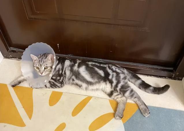 猫喜欢衣服味道_猫咪为什么喜欢睡在书堆里_猫睡床原因