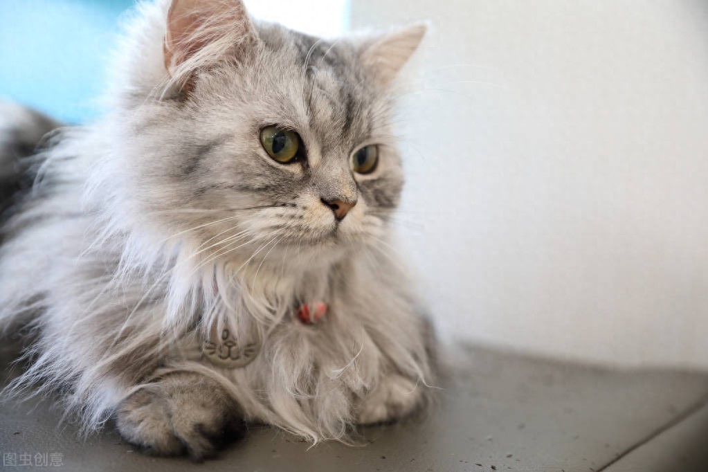 猫咪瞬膜突出：第三眼睑增生治疗_猫咪下巴黑头粉刺治疗_猫头粉刺治疗方法