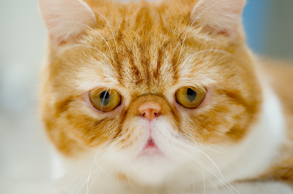 猫咪下巴黑头粉刺治疗_猫头粉刺治疗方法_猫咪瞬膜突出：第三眼睑增生治疗