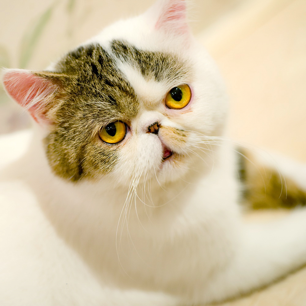 猫咪瞬膜突出：第三眼睑增生治疗_猫头粉刺治疗方法_猫咪下巴黑头粉刺治疗