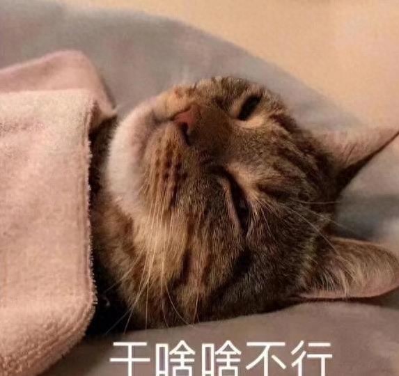 告诉你个秘密:猫咪睡觉的地方,能暗示你的“地位”!-派特超人-宠物