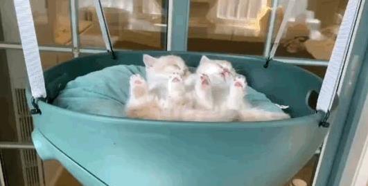 猫咪睡觉位置分析_猫咪睡在猫窝含义_猫咪为什么喜欢睡在书堆里