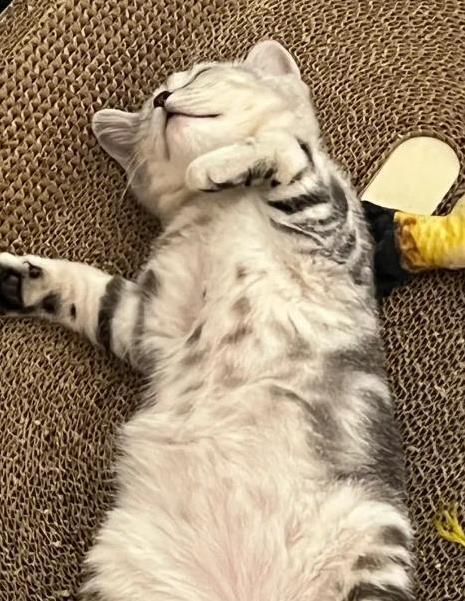 猫咪为什么喜欢睡在书堆里_猫咪睡在猫窝含义_猫咪睡觉位置分析