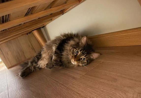 猫咪睡觉位置分析_猫咪为什么喜欢睡在书堆里_猫咪睡在猫窝含义