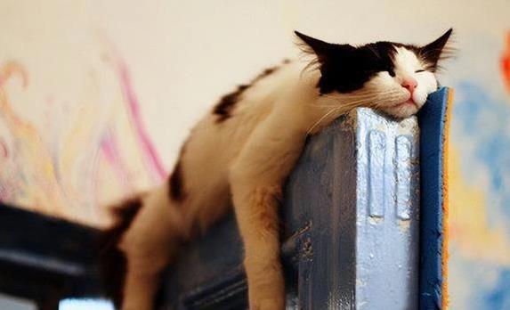 猫咪睡觉位置分析_猫咪睡在猫窝含义_猫咪为什么喜欢睡在书堆里