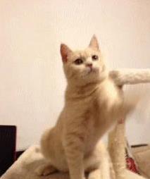 猫咪睡觉位置分析_猫咪睡在猫窝含义_猫咪为什么喜欢睡在书堆里