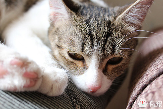 吸猫视频争议_猫咪为什么喜欢咬橡皮筋_猫咪气味吸引原因