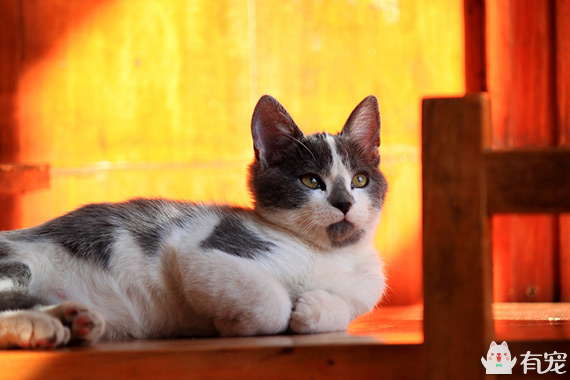 吸猫视频争议_猫咪为什么喜欢咬橡皮筋_猫咪气味吸引原因