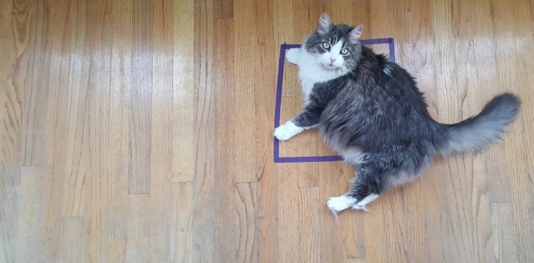 猫对盒子兴趣_猫咪为什么喜欢咬橡皮筋_猫咪喜欢狭窄空间原因