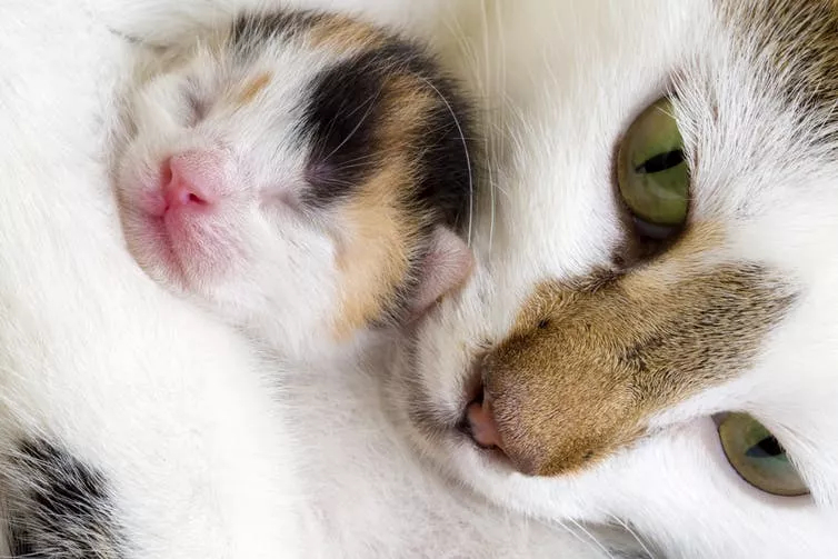 猫咪喜欢狭窄空间原因_猫对盒子兴趣_猫咪为什么喜欢咬橡皮筋