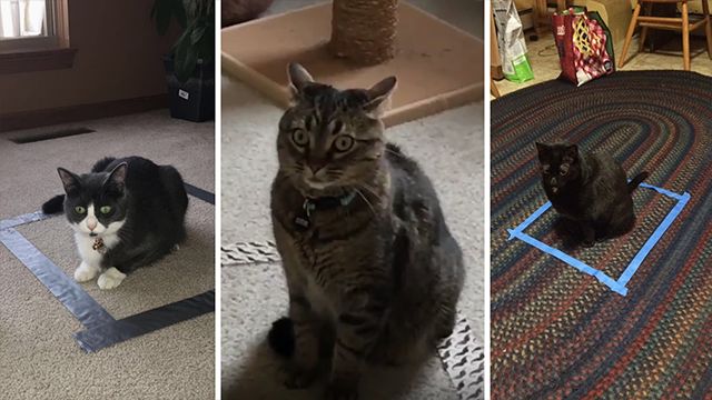 猫咪为什么喜欢咬橡皮筋_猫对盒子兴趣_猫咪喜欢狭窄空间原因