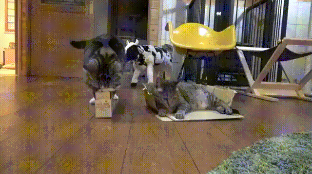 猫对盒子兴趣_猫咪为什么喜欢咬橡皮筋_猫咪喜欢狭窄空间原因