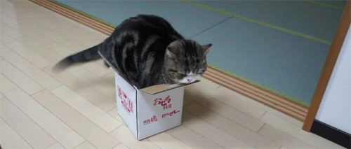 猫咪喜欢狭窄空间原因_猫对盒子兴趣_猫咪为什么喜欢咬橡皮筋