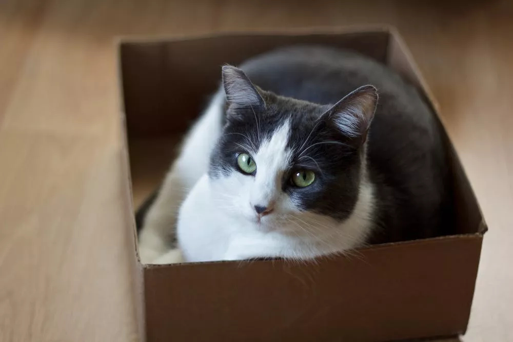 猫咪喜欢狭窄空间原因_猫对盒子兴趣_猫咪为什么喜欢咬橡皮筋
