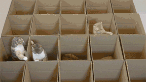 猫对盒子兴趣_猫咪为什么喜欢咬橡皮筋_猫咪喜欢狭窄空间原因