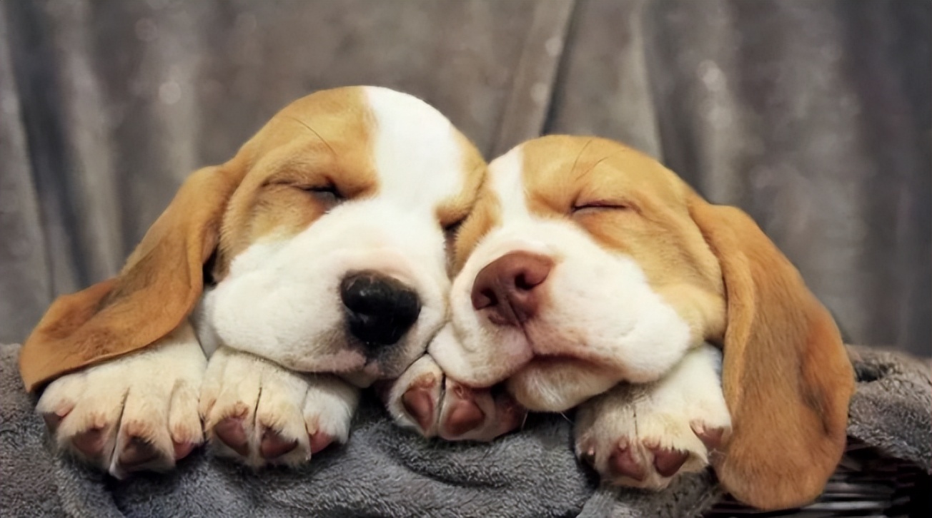 给狗狗断甲究竟疼不疼?成年以后的狗狗还可以断甲吗?-派特超人-宠物