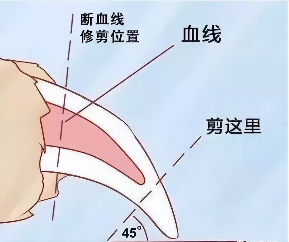 狗狗断甲疼痛程度_狗狗专业修剪的安全距离_狗狗断甲好处