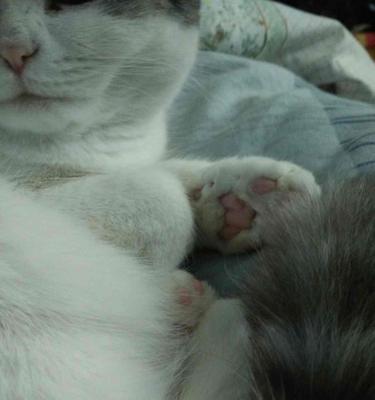 猫咪肉垫肿了怎么办?如何快速缓解和治疗?-派特超人-宠物
