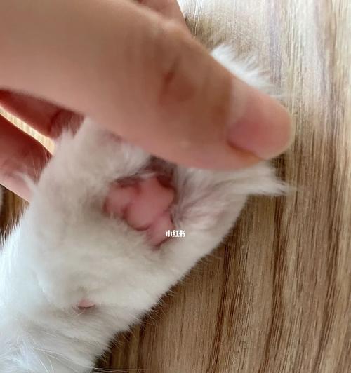 猫咪肉垫肿了怎么办？如何快速缓解和治疗？