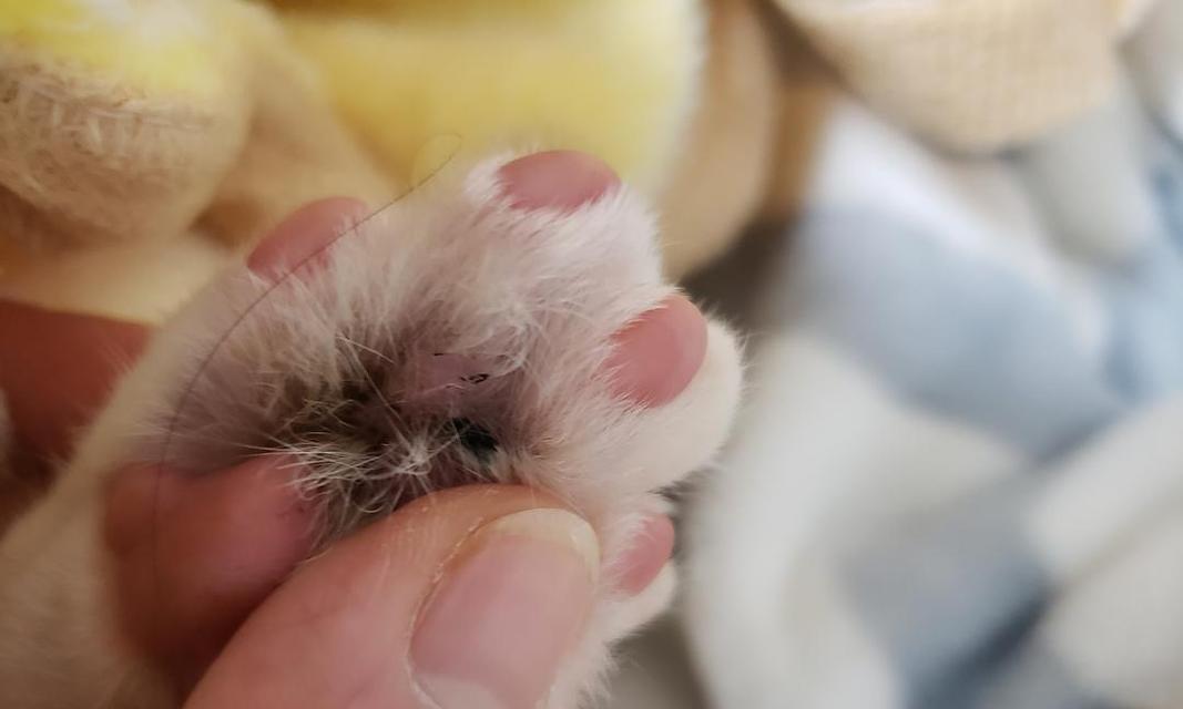 猫咪肉垫肿了怎么办？如何快速缓解和治疗？