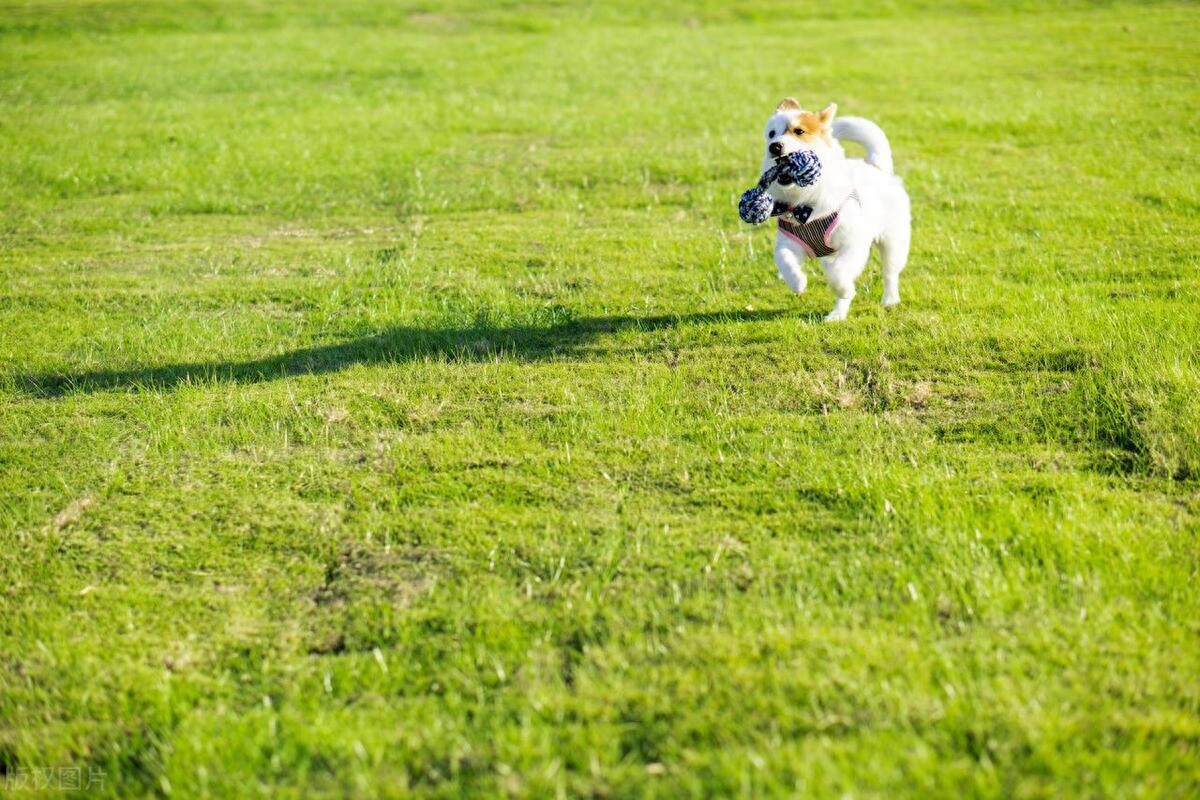 最后挽救期!幼犬9个月前必须完成的20个训练,少一个都是害它-派特超人-宠物