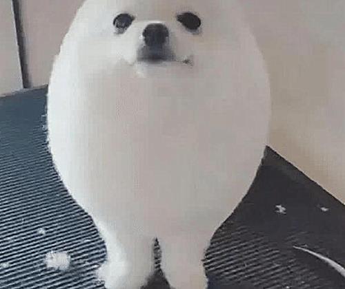 送狗去宠物店剪毛,再过去接的时候没敢认:哪儿来的妖怪?-派特超人-宠物