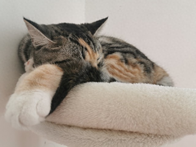 猫咪靠人睡觉原因_猫咪为什么喜欢睡在书堆里_猫咪寻求安全感睡觉