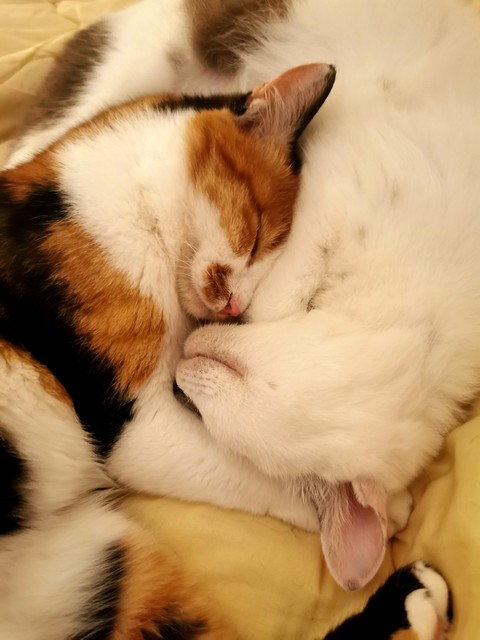 猫咪寻求安全感睡觉_猫咪为什么喜欢睡在书堆里_猫咪靠人睡觉原因
