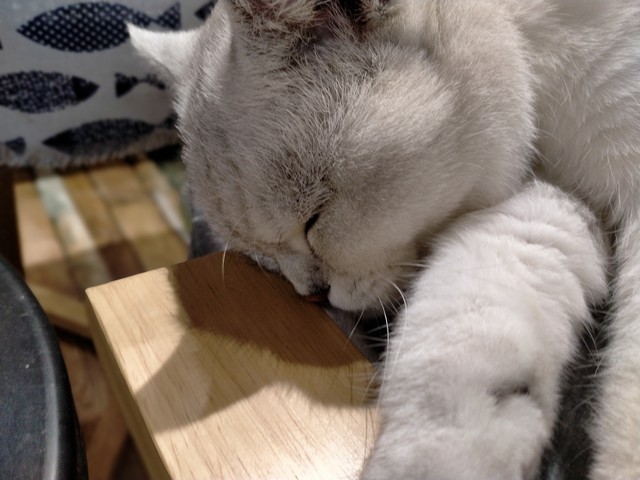 猫咪为什么喜欢睡在书堆里_猫咪寻求安全感睡觉_猫咪靠人睡觉原因