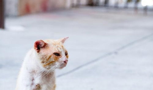 猫咪受伤处理 急救护理须知-派特超人-宠物