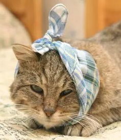 猫咪受伤处理 急救护理须知