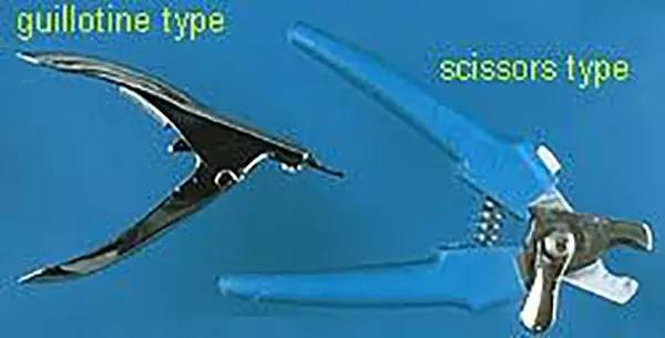 超实用!给狗狗剪指甲的好方法-派特超人-宠物