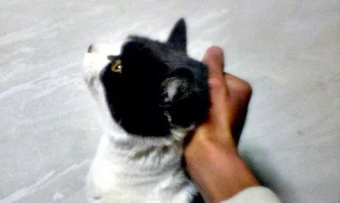 被命运扼住的后颈肉,为什么提起猫咪它会立马变乖?-派特超人-宠物