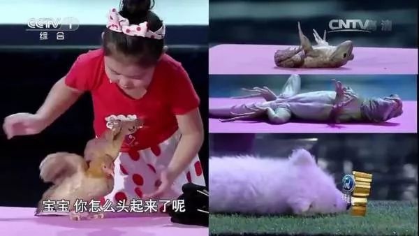 猫咪为什么喜欢咬橡皮筋_猫咪行为抑制_猫咪后颈捏法