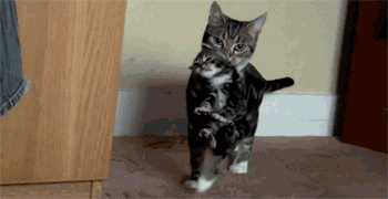 猫咪行为抑制_猫咪为什么喜欢咬橡皮筋_猫咪后颈捏法