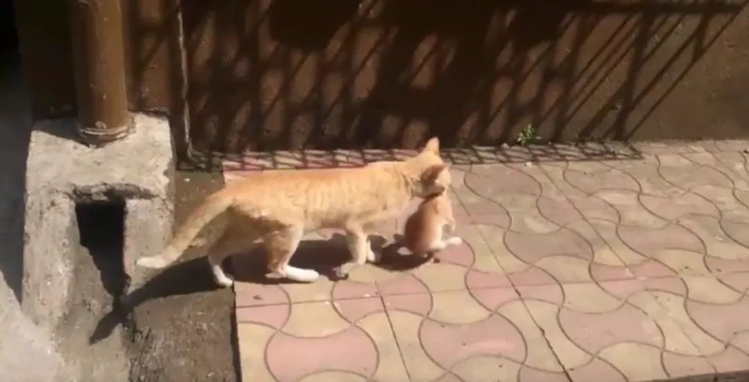 猫咪为什么喜欢咬橡皮筋_猫咪行为抑制_猫咪后颈捏法