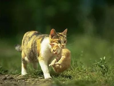 猫咪后颈捏法_猫咪为什么喜欢咬橡皮筋_猫咪行为抑制