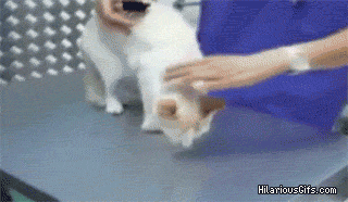 猫咪行为抑制_猫咪后颈捏法_猫咪为什么喜欢咬橡皮筋